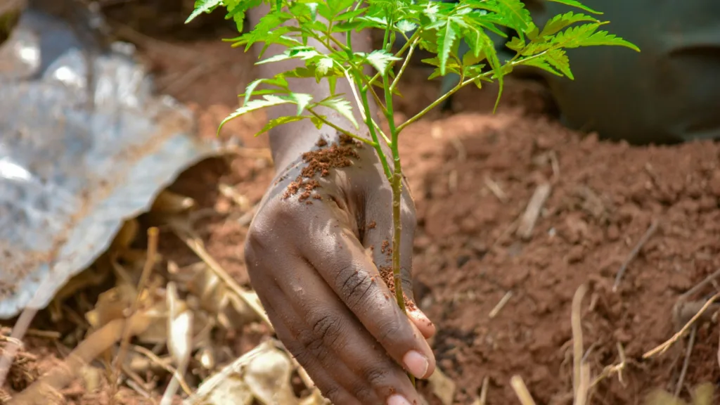 Forestry Mulching Cost Per Acre